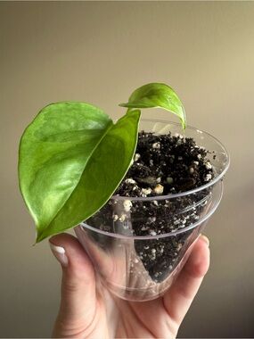 Variegated Global Green Pothos-Rooted